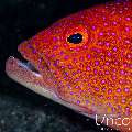 Coral Grouper (Cephalopholis miniata), photo taken in Indonesia, Bali, Tulamben, Pantai Lahar