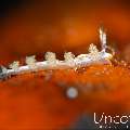 Nudibranch, photo taken in Indonesia, Bali, Tulamben, Pantai Lahar