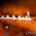 Nudibranch, photo taken in Indonesia, Bali, Tulamben, Pantai Lahar