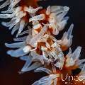 Whip Coral Goby (Bryaninops Yongei), photo taken in Indonesia, Bali, Tulamben, Pantai Lahar