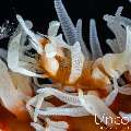 Whip Coral Goby (Bryaninops Yongei), photo taken in Indonesia, Bali, Tulamben, Pantai Lahar