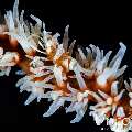 Whip Coral Goby (Bryaninops Yongei), photo taken in Indonesia, Bali, Tulamben, Pantai Lahar