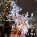 Harlequin shrimp (Hymenocera picta), photo taken in Indonesia, Bali, Tulamben, Pantai Lahar