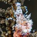 Harlequin shrimp (Hymenocera picta), photo taken in Indonesia, Bali, Tulamben, Pantai Lahar