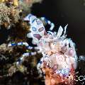 Harlequin shrimp (Hymenocera picta), photo taken in Indonesia, Bali, Tulamben, Pantai Lahar