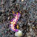 Nudibranch, photo taken in Indonesia, Bali, Tulamben, Pantai Lahar