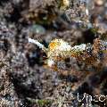 , photo taken in Indonesia, Bali, Tulamben, Pantai Lahar
