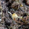, photo taken in Indonesia, Bali, Tulamben, Pantai Lahar