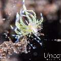 Nudibranch, photo taken in Indonesia, Bali, Tulamben, Pantai Lahar