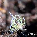 Nudibranch, photo taken in Indonesia, Bali, Tulamben, Pantai Lahar
