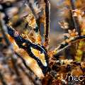 , photo taken in Indonesia, Bali, Tulamben, Pantai Lahar