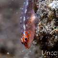 , photo taken in Indonesia, Bali, Tulamben, Pantai Lahar