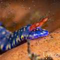 Nudibranch, photo taken in Indonesia, Bali, Tulamben, Pantai Lahar