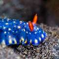 Nudibranch, photo taken in Indonesia, Bali, Tulamben, Pantai Lahar