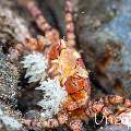Mosaic Boxer Crab (Lybia tessellata), photo taken in Indonesia, Bali, Tulamben, Pantai Lahar