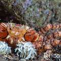 Mosaic Boxer Crab (Lybia tessellata), photo taken in Indonesia, Bali, Tulamben, Pantai Lahar
