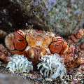 Mosaic Boxer Crab (Lybia tessellata), photo taken in Indonesia, Bali, Tulamben, Pantai Lahar