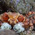 Mosaic Boxer Crab (Lybia tessellata), photo taken in Indonesia, Bali, Tulamben, Pantai Lahar