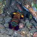 Peacock Mantis Shrimp (Odontodactylus scyllarus), photo taken in Indonesia, Bali, Tulamben, Big Tree