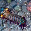 Peacock Mantis Shrimp (Odontodactylus scyllarus), photo taken in Indonesia, Bali, Tulamben, Big Tree