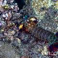 Peacock Mantis Shrimp (Odontodactylus scyllarus), photo taken in Indonesia, Bali, Tulamben, Big Tree