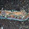 Nudibranch, photo taken in Indonesia, Bali, Tulamben, Big Tree