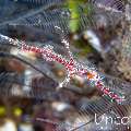 Ornate Ghost Pipefish (Solenostomus paradoxus), photo taken in Indonesia, Bali, Tulamben, Big Tree