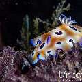Nudibranch, photo taken in Indonesia, Bali, Tulamben, Big Tree