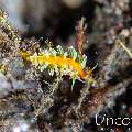 Nudibranch, photo taken in Indonesia, Bali, Tulamben, Big Tree