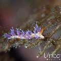 Nudibranch, photo taken in Indonesia, Bali, Tulamben, Big Tree