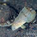 Peacock Razorfish (Iniistius pavo), photo taken in Indonesia, Bali, Tulamben, Big Tree