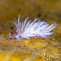 Nudibranch, photo taken in Indonesia, Bali, Tulamben, Big Tree