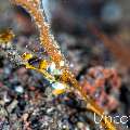 Ocellated tozeuma shrimp (Tozeuma lanceolatum), photo taken in Indonesia, Bali, Tulamben, Big Tree