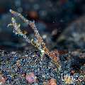 Ocellated tozeuma shrimp (Tozeuma lanceolatum), photo taken in Indonesia, Bali, Tulamben, Big Tree