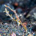 Ocellated tozeuma shrimp (Tozeuma lanceolatum), photo taken in Indonesia, Bali, Tulamben, Big Tree