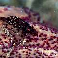 Sea star shrimp (Zenopontonia soror), photo taken in Indonesia, Bali, Tulamben, Big Tree
