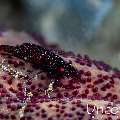 Sea star shrimp (Zenopontonia soror), photo taken in Indonesia, Bali, Tulamben, Big Tree