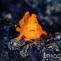Painted Frogfish (Antennarius pictus), photo taken in Indonesia, Bali, Tulamben, Big Tree