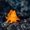 Painted Frogfish (Antennarius pictus), photo taken in Indonesia, Bali, Tulamben, Big Tree