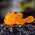 Painted Frogfish (Antennarius pictus), photo taken in Indonesia, Bali, Tulamben, Big Tree
