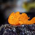 Painted Frogfish (Antennarius pictus), photo taken in Indonesia, Bali, Tulamben, Big Tree