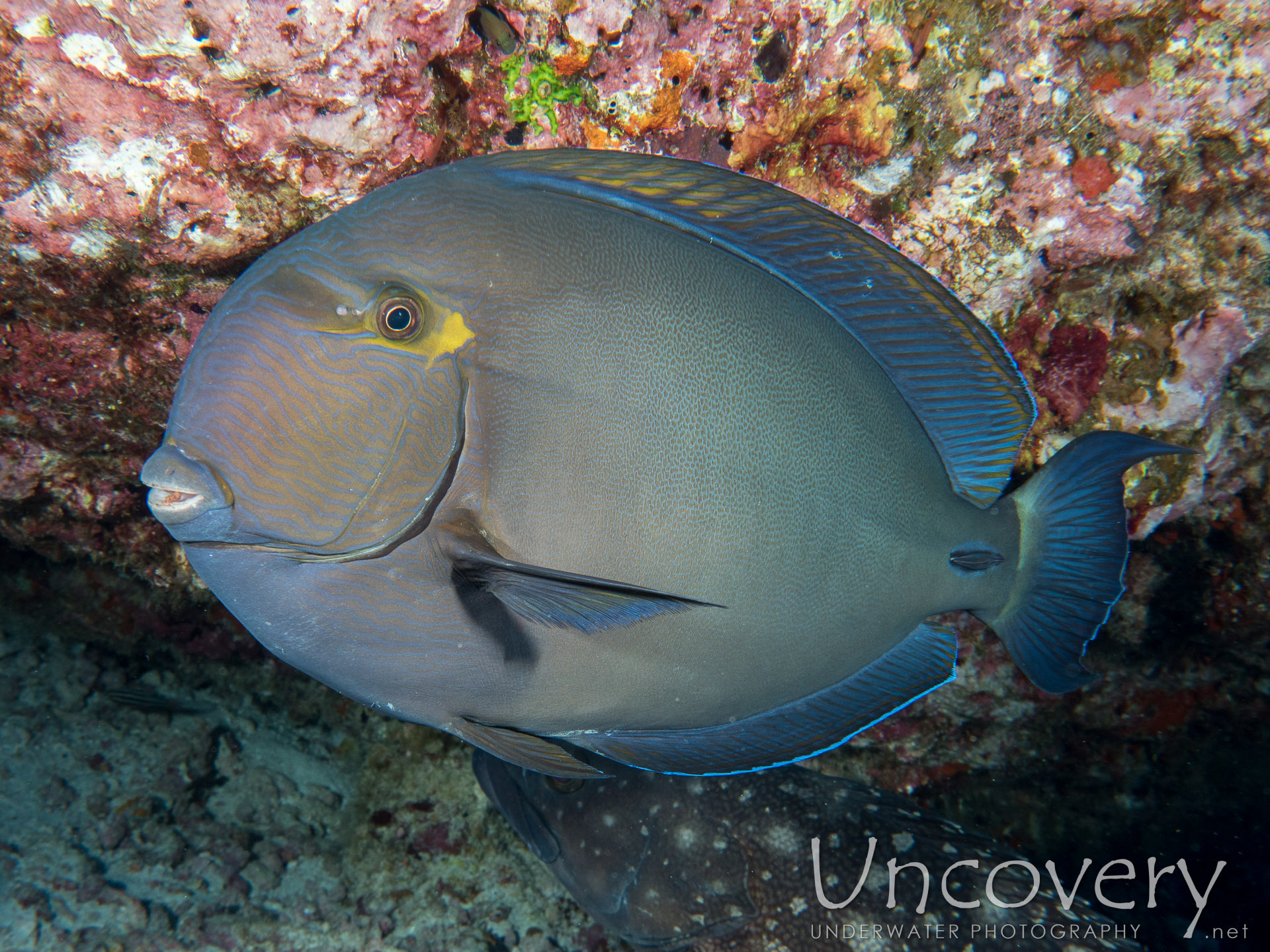 Maldives, North Male Atoll, 6th March ’16: Lankan Fushi
