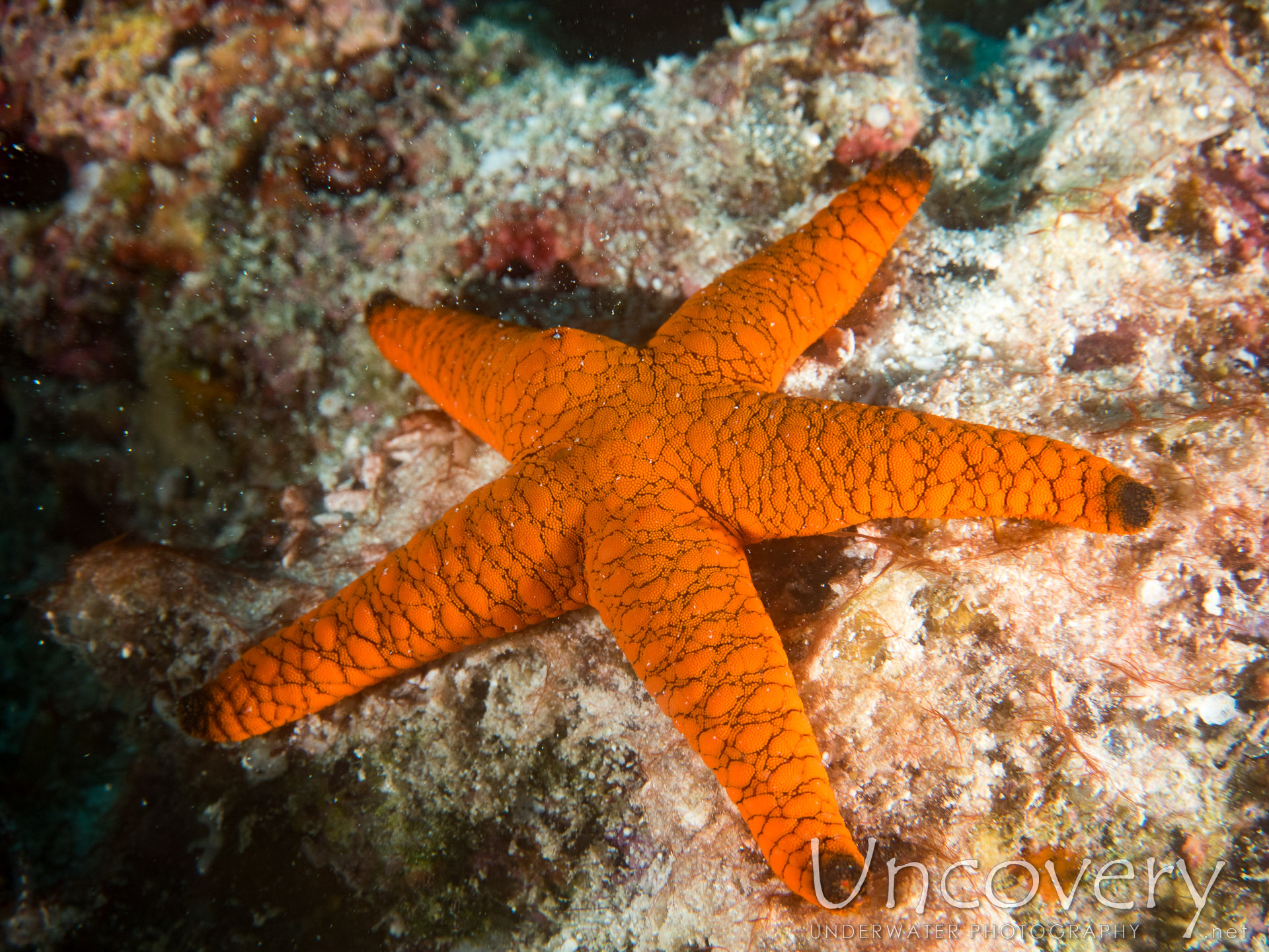 Maldives, North Male Atoll, 17th July ’16: Kuda Giri
