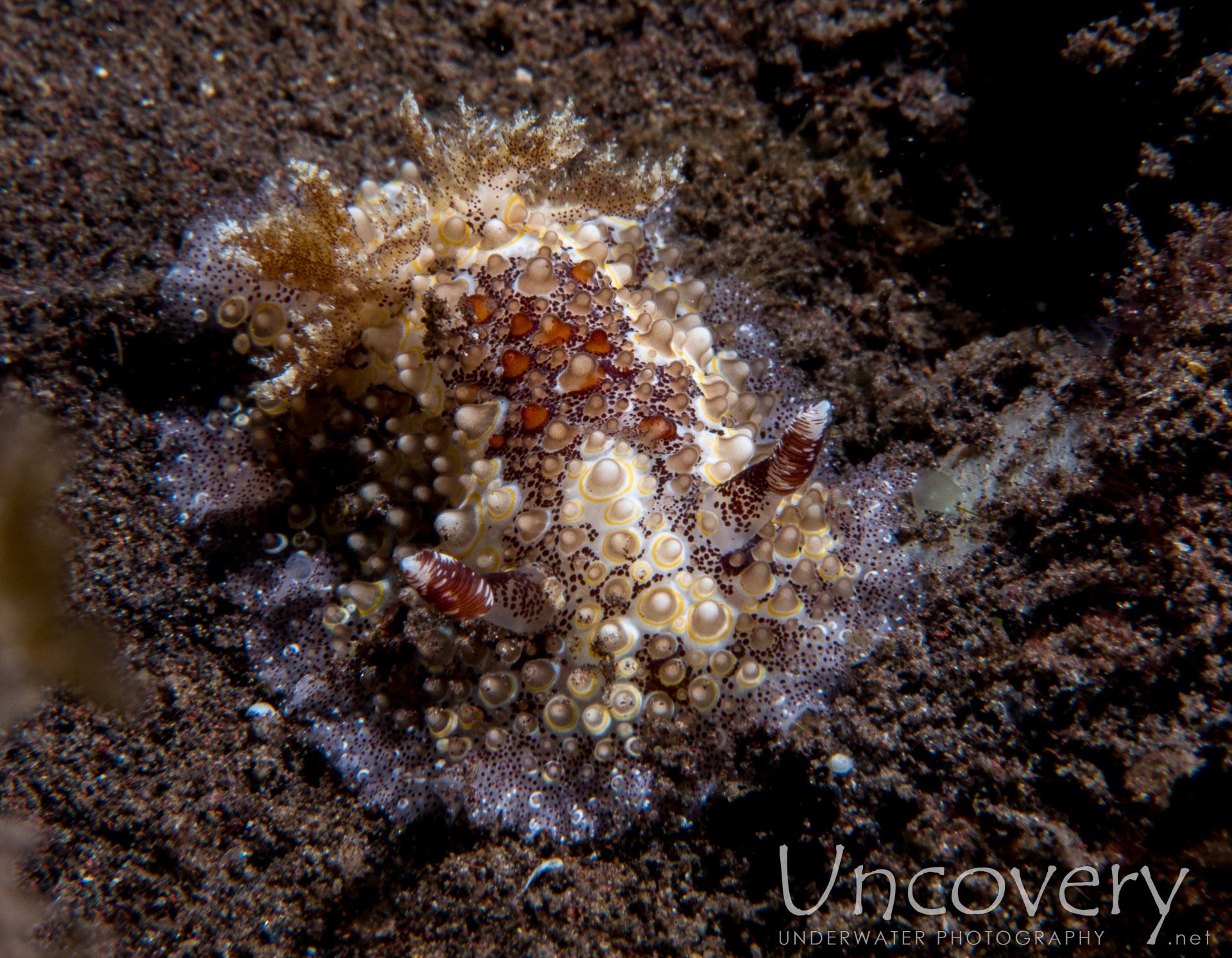 Indonesia, Tulamben, 6th August ’16: Seraya Secrets
