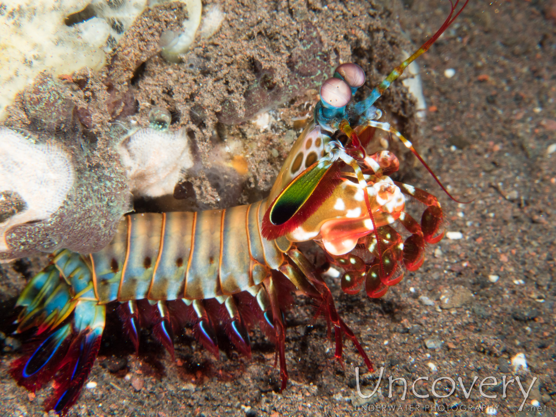 Indonesia, Tulamben, 12th August ’16: Seraya Secrets