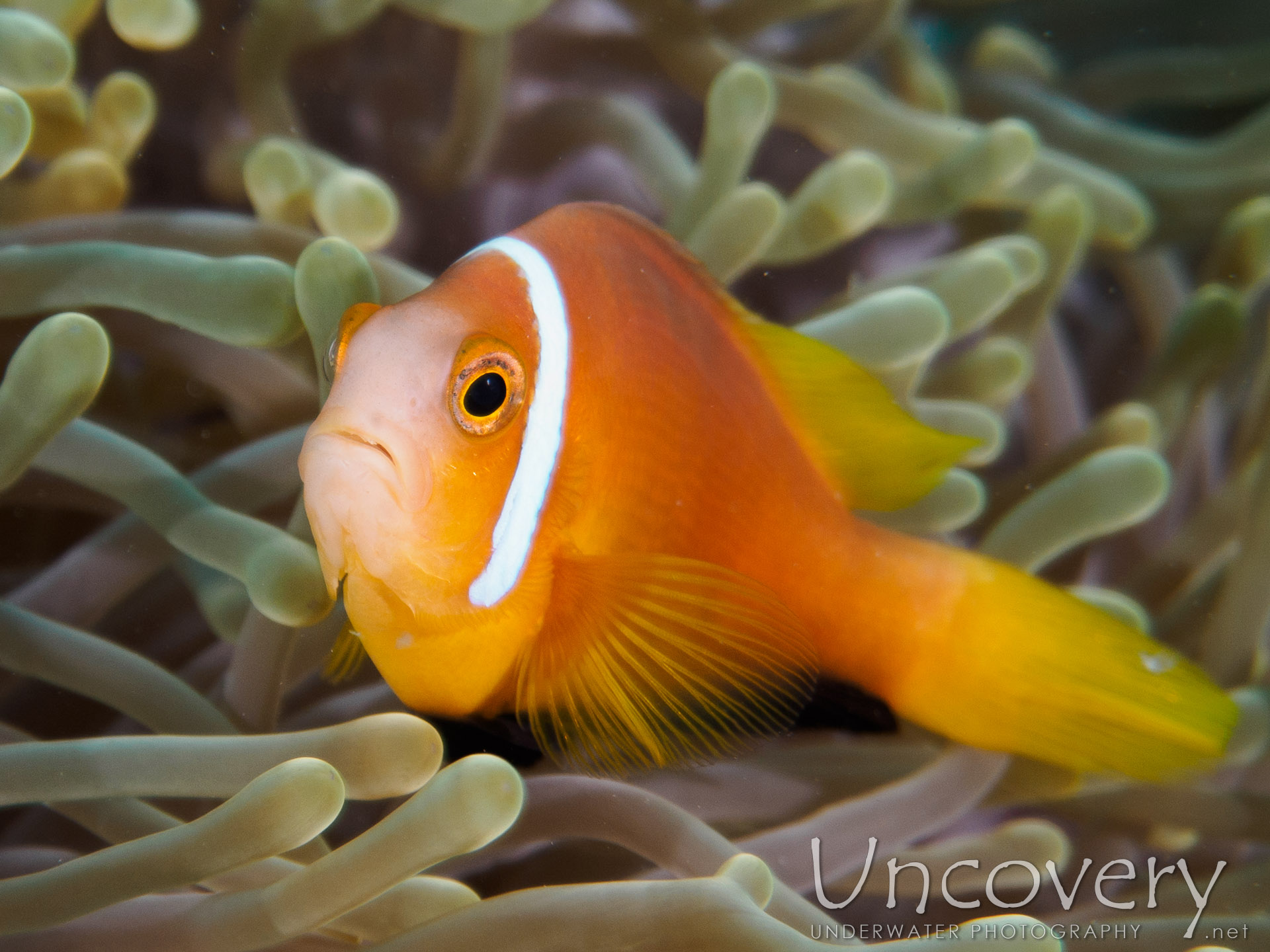Maldives, South Male Atoll, 13th December ’16: Buda Reef