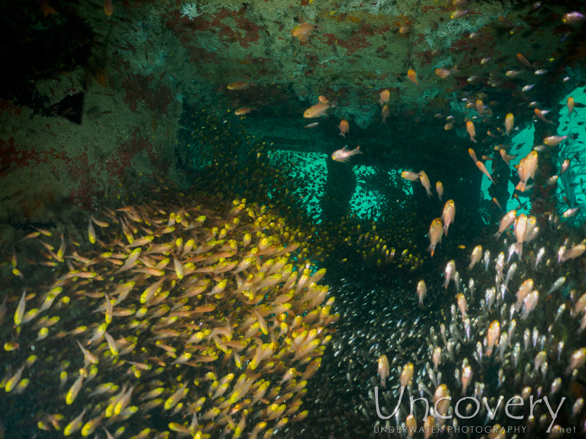 Maldives, South Male Atoll, 13th December ’16: Out Wreck