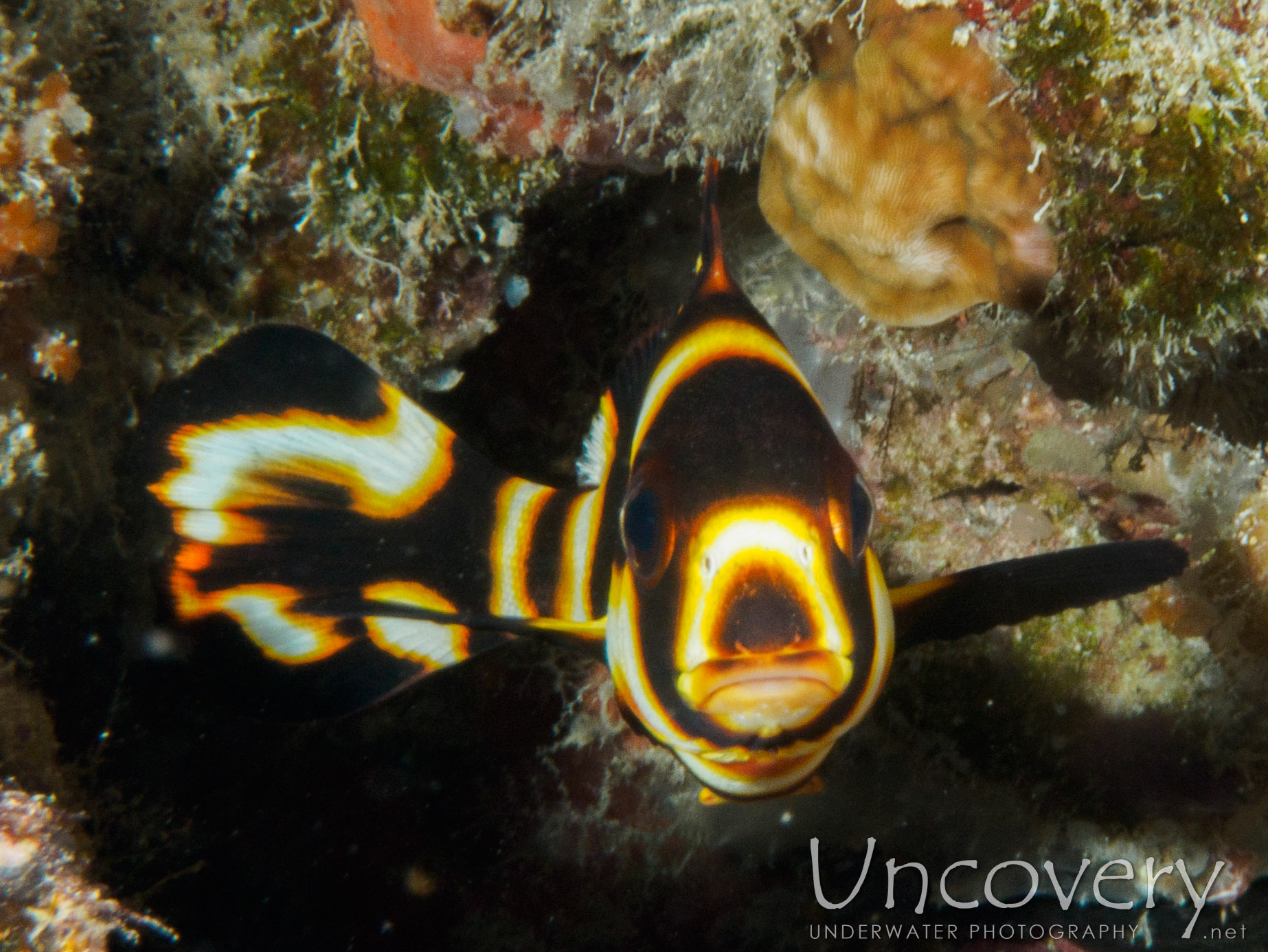 Maldives, South Male Atoll, 14th December ’16: Laguna Reef