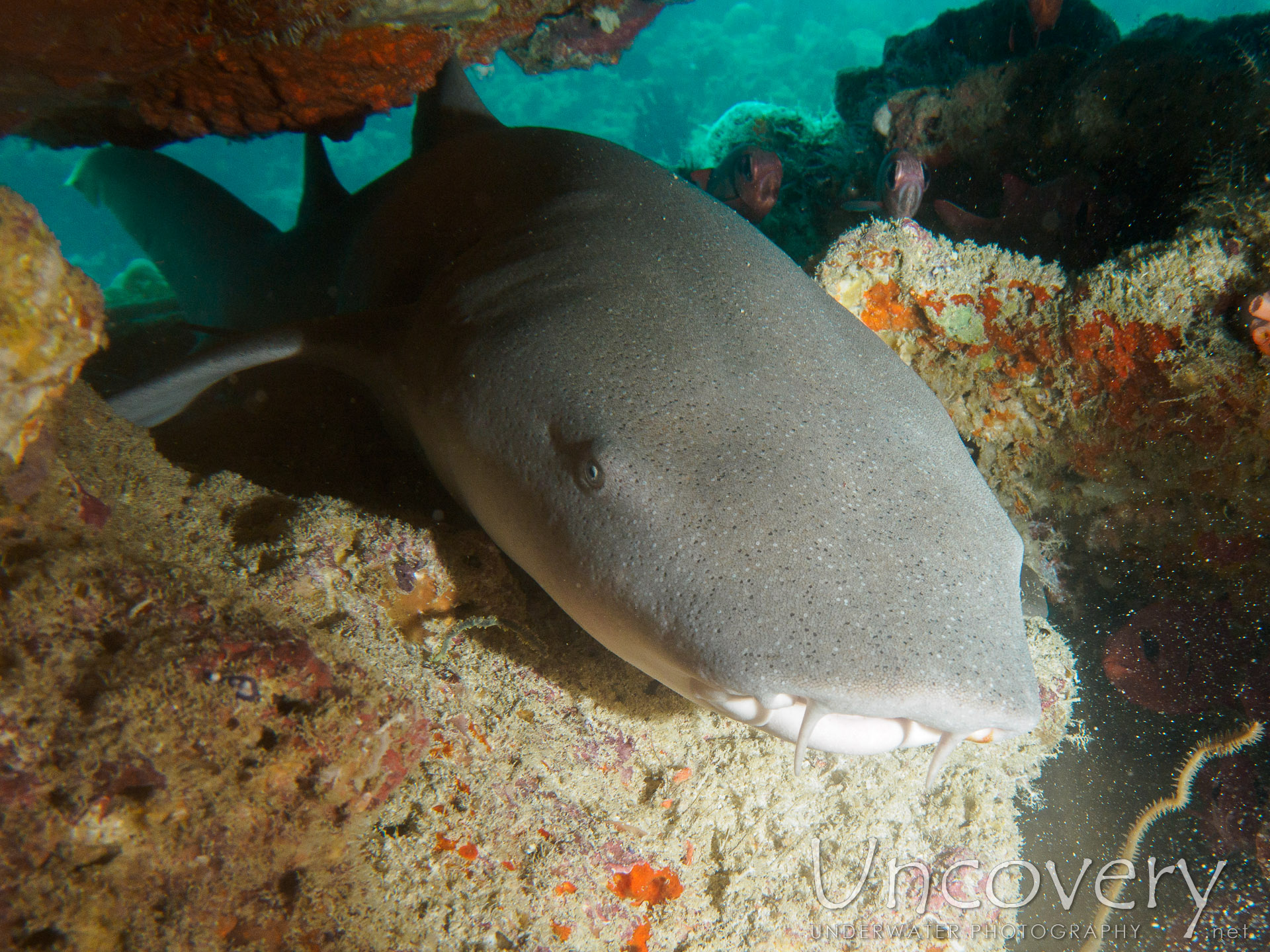 Maldives, South Male Atoll, 15th December ’16: Boli South Corner
