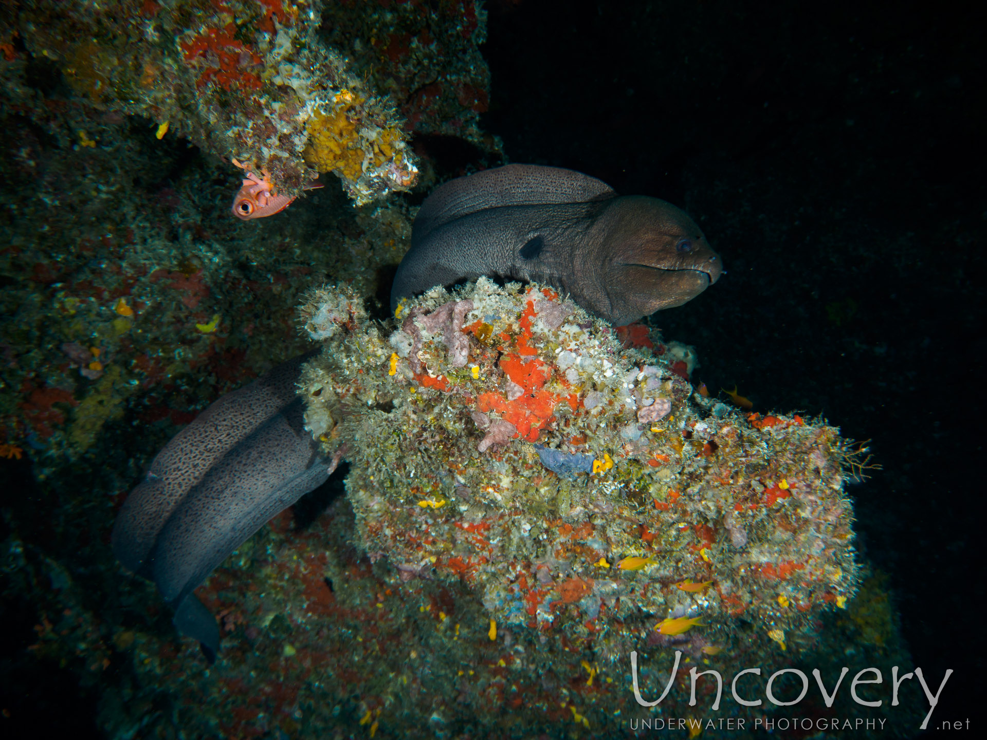Maldives, South Male Atoll, 18th December ’16: Mystery Caves